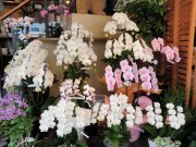 「花の店友楽園」　（愛知県安城市）の花屋店舗写真2