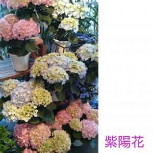 紫陽花入荷しました!｜「花の店友楽園」　（愛知県安城市の花キューピット加盟店 花屋）のブログ